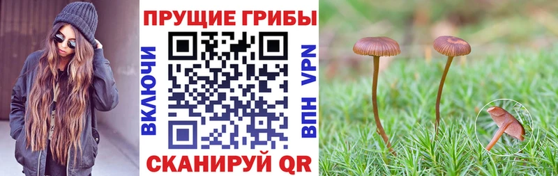 ссылка на мегу вход Уржум Галлюциногенные грибы Cubensis